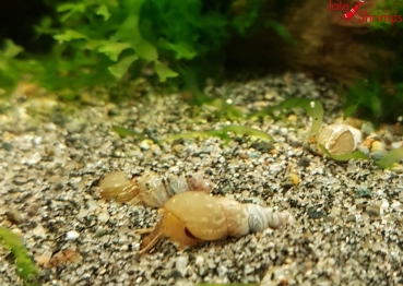 Preview: Indische Turmdeckelschnecke